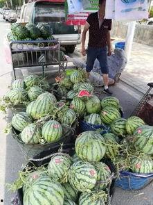 广西南理吃瓜事件,校园风波背后的真相与反思