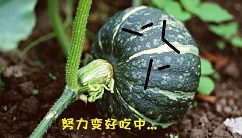 什么瓜吃不会胖,健康不胖的秘密指南