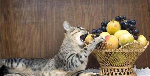 猫咪可以吃麒麟瓜吗视频,揭秘猫咪对这种水果的喜爱与禁忌