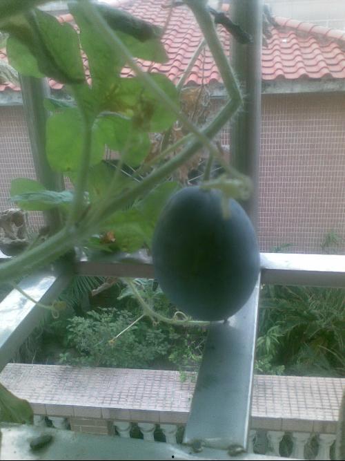 阳台吃瓜原视频