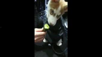 狗仔吃瓜视频,揭秘娱乐圈幕后真相