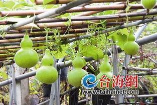 吃葫芦瓜会致癌吗,真相大揭秘