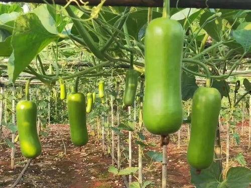 毒瓜可以吃吗,能否安全食用之谜