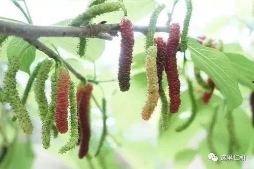 桑葚瓜怎么吃,解锁美味新体验