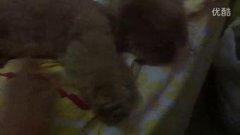 小作家吃瓜视频,揭秘娱乐圈幕后故事