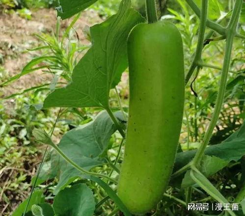 吃瓠子瓜会放屁吗视频教程,吃瓠子瓜真的会放屁吗？视频教程带你一探究竟