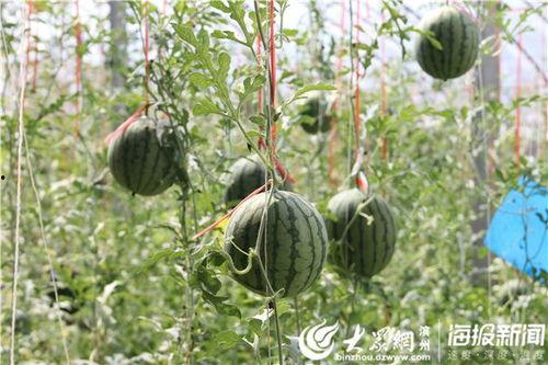 烟台本地吃瓜事件视频